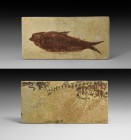 Natural History - Wyoming Fossil Fish
Eocene Period, 56-33 million years BP. A fossil Knightia alta fish in a rectangular matrix; to the reverse spin...
