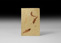 Natural History - Fossil Fish Mortality Plate
Eocene Period, 56-33 million years BP. A group of three juvenile Knightia alta fossil fish in a matrix,...
