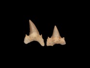 Natural History - Large Otodus Fossil Shark Tooth Pair
Eocene Period, 50 million years BP. A pair of Otodus sp. shark teeth, both with smooth enamel,...