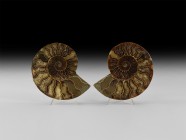 Natural History - Cut and Polished Fossil Ammonite
Cretaceous Period, Albian Stage, 113-100 million years BP. A large A-grade cut and polished Cleoni...