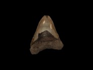 Natural History - Megalodon Fossil Shark Tooth
Pliocene Period, 5.2 - 2.5 million years BP. A large Carcharocles megalodon shark tooth from Georgia, ...
