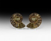 Natural History - Cut and Polished Fossil Ammonite Pair
Cretaceous Period, Albian Stage, 113-100 million years BP. A large A-grade cut and polished C...