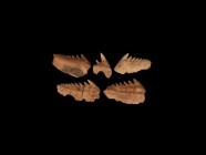 Natural History - Extinct Cow Shark Fossil Tooth Group
Early Pliocene Epoch, 5-3 million years BP. A group of Hexanchus gigas sixgill cow shark teeth...