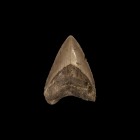 Natural History - Megalodon Fossil Shark Tooth
Early Pliocene Period, 5.3-2.8 million years BP. A large A-grade Carcharocles megalodon shark tooth di...