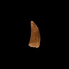 Natural History - Bahariasaurus Ingens Fossil Dinosaur Tooth
Cretaceous Period, Aptian Stage, 125-113 million years BP. A Bahariasaurus ingens tooth,...