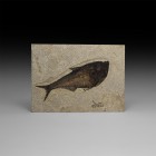 Natural History - Diplomystus Fossil Fish
Eocene Period, 56-33 million years BP. A fossil Diplomystus sp. fish in matrix. 306 grams, 16.8cm (6 1/2")....