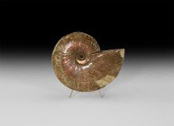 Natural History - Opal Lustre Fossil Ammonite
Cretaceous Period, Albian Stage, 113-100 million years BP. An attractive Cleoniceras sp. ammonite displ...