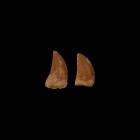 Natural History - African 'T-Rex' Fossil Tooth Group
. A pair of Carcharodontosaurus saharicus, African T-Rex teeth, with some good enamel; from the ...