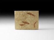 Natural History - Fossil Fish Mortality Plate
Eocene Period, 56-33 million years BP. A group of four juvenile Knightia alta fossil fish on a rectangu...