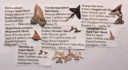 Natural History - Extinct Fossil Shark Tooth Collection
Eocene-Pliocene Period, 50-3 million years BP. A mixed group of fossil shark teeth comprising...