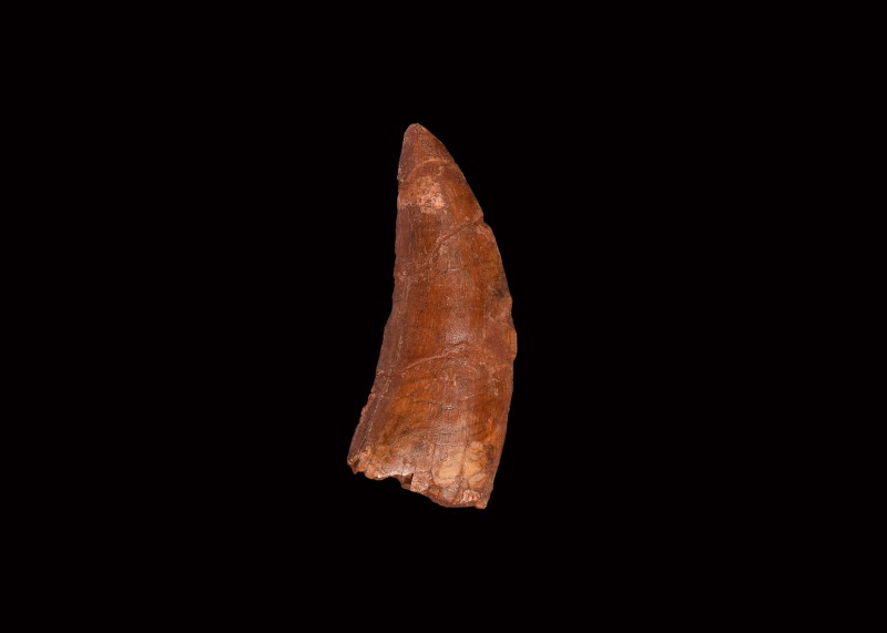 Natural History - African 'T-Rex' Fossil Tooth
Cretaceous Period, Aptian Stage,...