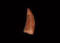 Natural History - African 'T-Rex' Fossil Tooth
Cretaceous Period, Aptian Stage, 125-113 million years BP. A large tooth of the Carcharodontosaurus sa...