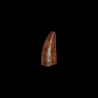 Natural History - Fossil Raptor Dinosaur Tooth
Late Cretaceous Period, Cenomanian Stage, 100-94 million years BP. A Deltadromeus agilis raptor dinosa...