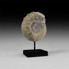 Natural History - Large Fossil Calyoceras Ammonite
Upper Cretaceous Period, 100.5-66 million years BP. A fossil Calyoceras ammonite on a custom-made ...