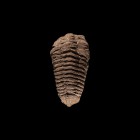 Natural History - Fossil Trilobite
Upper Devonian Period, 385-359 million years BP. A fossil Diaclaymene(?) trilobite. 132 grams, 96mm (3 3/4"). Prop...