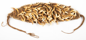 Ethnographics - Papua New Guinea - dog teeth money headdress used in bride price - total length 55 cm - see Opitz p.132