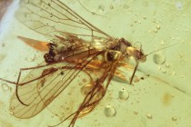 Scorpion Fly (Mecoptera).