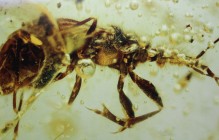 Gnat Bug (Hemiptera, Enicocephalidae).