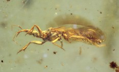Gnat Bug (Hemiptera, Enicocephalidae).