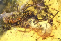 Spider attacking a fly (Araneae, Araneida).