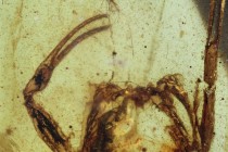 Partial Scorpion (Arachnida, Scorpiones).