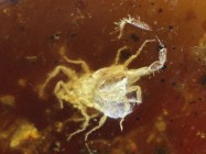 Scorpion (Arachnida, Scorpiones) in massive piece of amber.