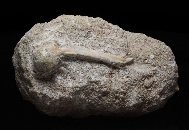 BIRD. Odontopteryx sp. Limb bone. Qued Zem, Morocco. Matrix measures 5 by 2 ¾ in...