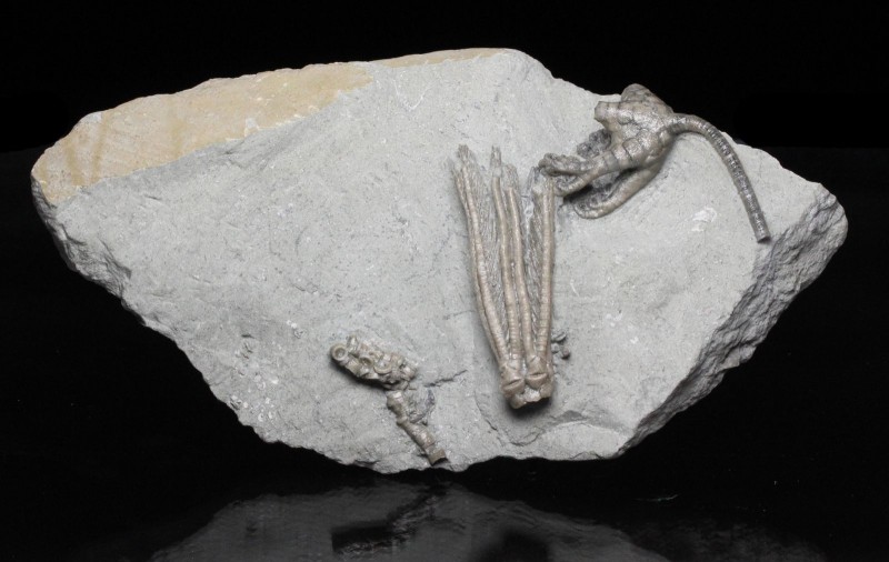 CRINOID. Scytalocrinus robustum with Onychocrinus ulrichi double plate. Find loc...