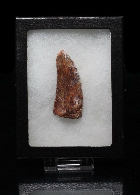 DINOSAUR. Carcharodontosaurus saharicus. Theropod dinosaur tooth, often referred...
