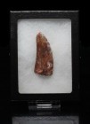 DINOSAUR. Carcharodontosaurus saharicus. Theropod dinosaur tooth, often referred to as the African T-Rex, although Chararodontosaurus is larger than i...