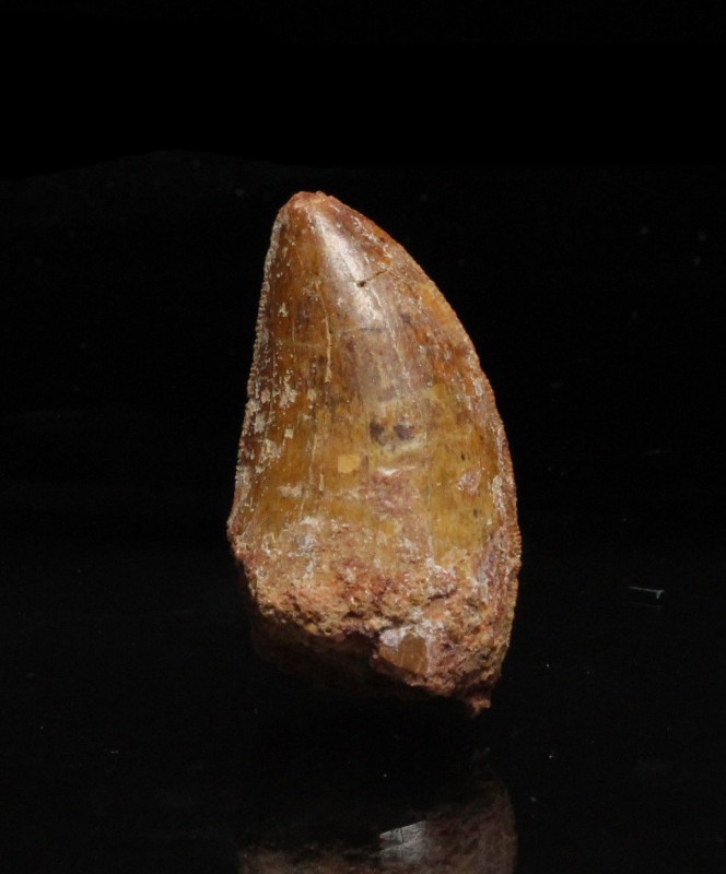 DINOSAUR. Carcharodontosaurus saharicus. Theropod dinosaur tooth, often referred...