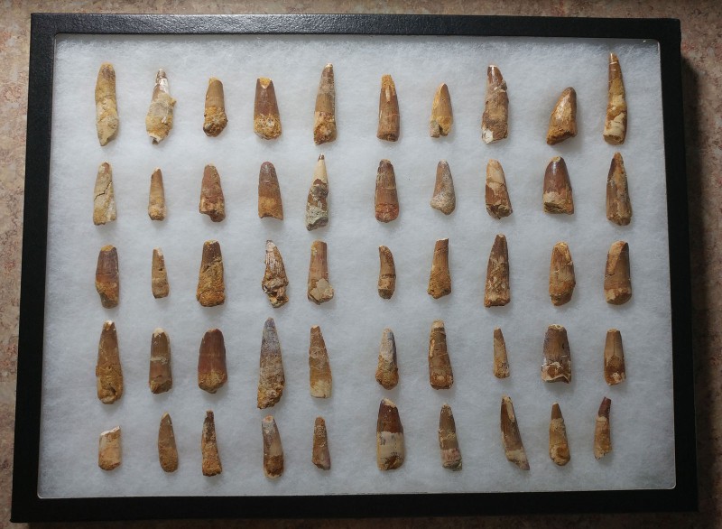 DINOSAUR. Spinosaurus aegyptiacus (Stromer, 1915), Dinosaur tooth collection. To...