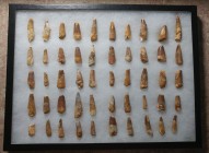 DINOSAUR. Spinosaurus aegyptiacus (Stromer, 1915), Dinosaur tooth collection. Total of 50 in Riker mount. Sizes range from about 24mm to 60mm. Some re...