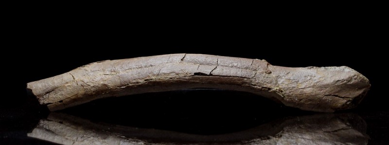 DINOSAUR. Hadrosaur Edmontosaurus fibula from the Hell Creek formation. This pie...