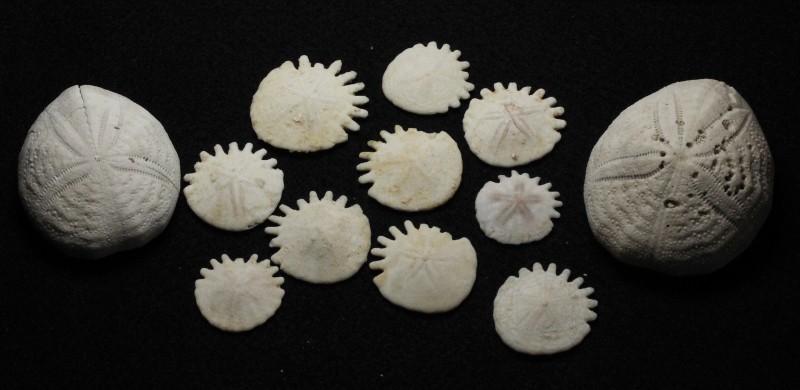 ECHINOID. Lot of 12 Echinoids (Sea Urchin). Ten of them are Helophora from Moroc...
