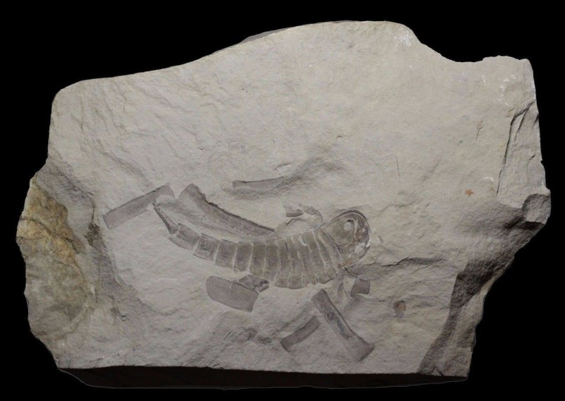 EURYTPERID. Balturypterus tetragonopthalmus, Sea Scorpion. Found at the River Sm...
