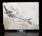 FISH. Mioplosus labracoides, Green River Formation, Wyoming. Rare Aspiration. This Mioplosus was buried shortly after swallowing a smaller Knightia eo...