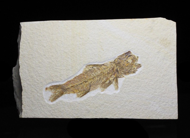 FISH. Amphiplaga. Green River Formation, Wyoming. Scarce species. Fish is 4 ½ in...