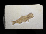 FISH. Amphiplaga. Green River Formation, Wyoming. Scarce species. Fish is 4 ½ inches long on a 7x4 ¼ inch matrix.