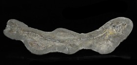 FISH. Mallotus villosus (Capelin), Greenland. Fossil fish from Greenland are extremely hard to come by and only rarely offered for sale. This fish was...