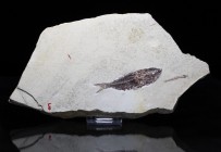 FISH. Primigatus, with juvenile Charitosomus(?). Hakel Quarry, Lebanon. Plate is 4 ¾ x 3 ½ inches. Fish is 3 1/8 inches.