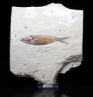 FISH. Primigatus. Hakel Quarry, Lebanon. Plate is 5 1/4 x 6 inches. Fish is 3 3/4 inches.