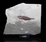 FISH. Primigatus. Hakel Quarry, Lebanon. Plate is 5 x 6 inches. Fish is 3 inches.