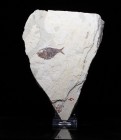 FISH. Armigatus brevissimus, with a second unprepped fish at bottom of plate (and possibly a third on the side). Hakel Quarry, Lebanon. Plate is 7 x 5...