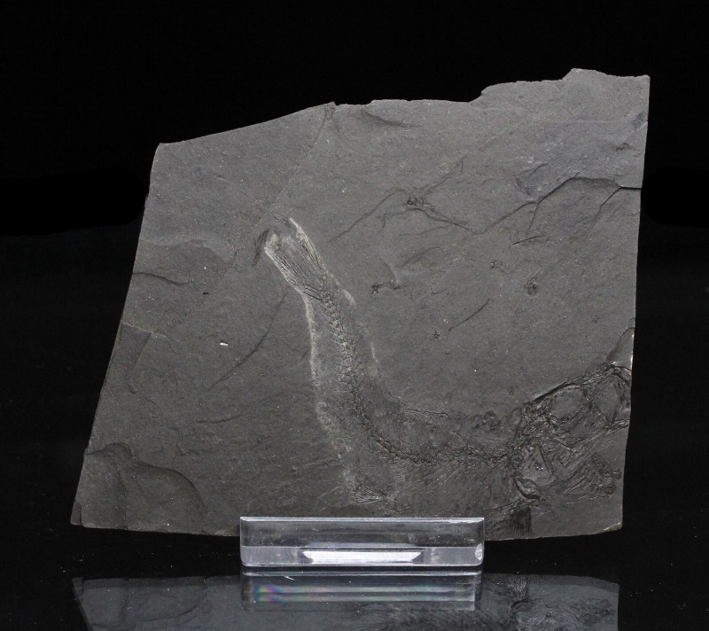 FISH. Clupea sp, Carpathian Mountains, Poland. Plate is 3 3/8 by 2 7/8 inches.
