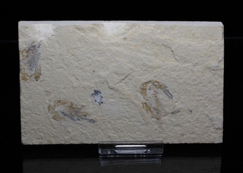 SHRIMP. Three Carpopaeneus. Hakel, Lebanon. Plate is 4 ¾ by 2 ¾ inches.