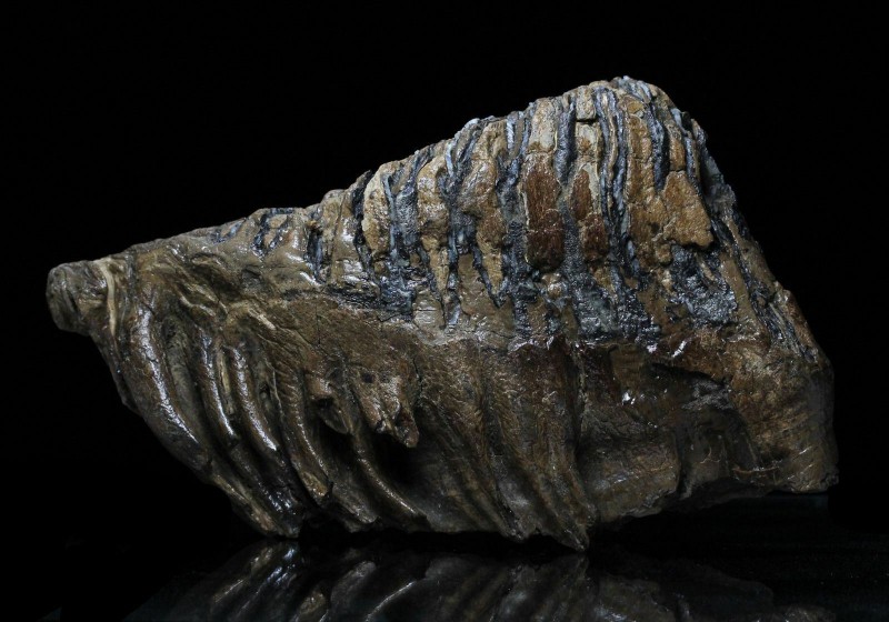 MAMMOTH. Mammuthus primigenius (Wooly Mammoth) molar tooth, rooted. Nicely prese...