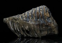 MAMMOTH. Mammuthus primigenius (Wooly Mammoth) molar tooth, rooted. Nicely preserved North Sea specimen. Tooth surface is about 19.5 x 7 cm, and 22.5c...