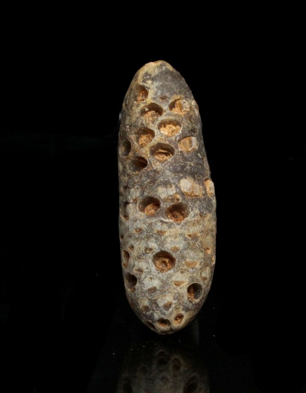 PLANT. Pine Cone, Equicalastrobus chinleana. Talsine outcrops, Occidental Sahara...