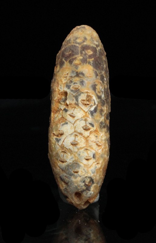 PLANT. Pine Cone, Equicalastrobus chinleana. Talsine outcrops, Occidental Sahara...